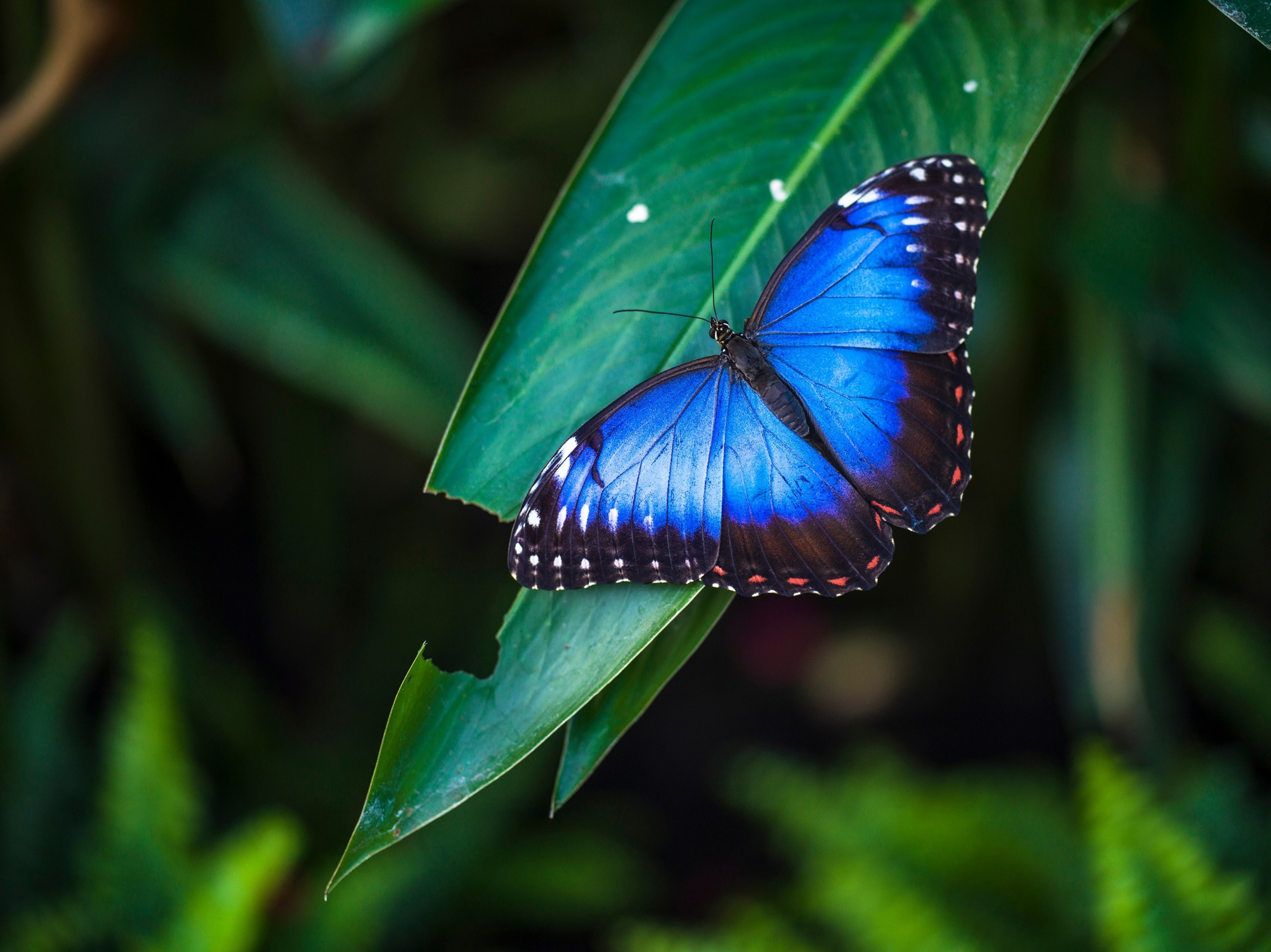PHOTO: Blue Morpho Butterfly